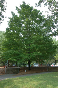 green sugar maple tree